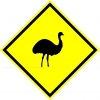 Der Emu hat Vorfahrt!!!